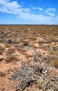 Image result for Hot Desert Plants South Africa