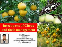 Image result for Citrus Insect Pests