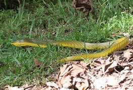 Image result for Yellow Tree Snake