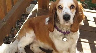 Image result for Basset Hound with English Cocker Spaniels