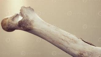 Image result for Animal Leg Bone Identification