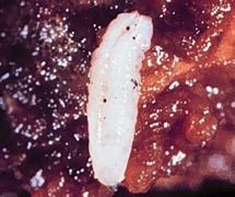 Image result for Blueberry Maggot