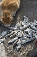 Image result for Cat Eating Raw Fish