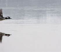 Image result for Hooded Merganser Duck Flying