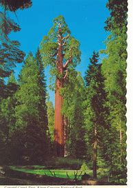 Image result for General Grant Tree Sequoia National Park