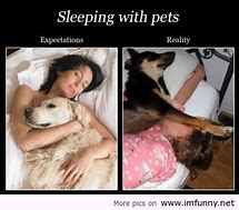 Image result for Funny Meme Dog Bed