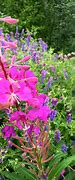 Image result for Alaska Fireweed Countdown