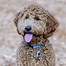 Image result for Brown and White Goldendoodle