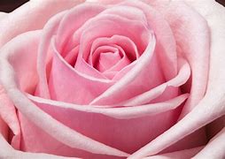 Image result for Pink Flowea