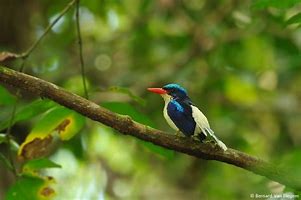 Image result for Paradise Kingfisher