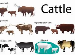 Image result for Cattle Size