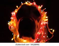 Image result for Labrador Christmas Lights