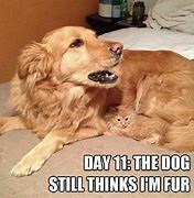 Image result for dog memes about cats