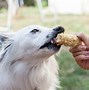 Image result for Dog Eating Corn