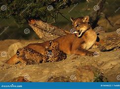 Image result for Mountain Lion Kittens