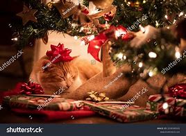 Image result for Cat Inside Christmas Tree