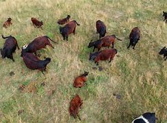 Image result for cattle herd aerial view