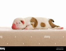 Image result for 12 Week Old English Bulldog Puppy