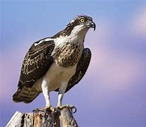 Image result for Osprey