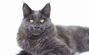 Image result for Blue Maine Coon Cat