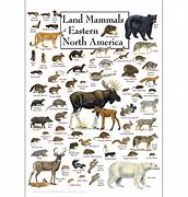 Image result for North American Mammals List