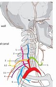 Image result for Thyrocervical Trunk