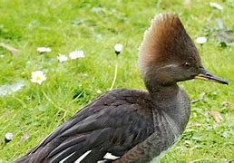 Image result for Hooded Merganser Duck Drawing