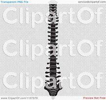 Image result for Human Spine Black and White