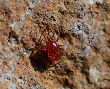 Image result for Little Red Spiders Mites