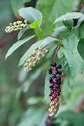 Image result for Poke Berry Plants