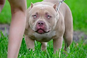 Image result for Albino Pitbull