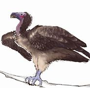 Image result for Vulture RW