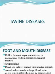 Image result for Diseases of Swine Book