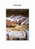 Image result for Pig Feeding Traugh