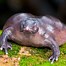 Image result for Frog with Flower