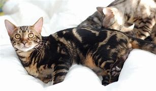 Image result for Marbled Cat Tail