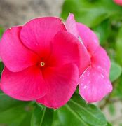 Image result for Pink Long Flowers