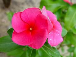 Image result for Tropical Plant with Pink Flowers