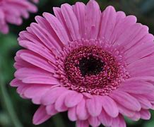 Image result for Gerbera Daisy Flower