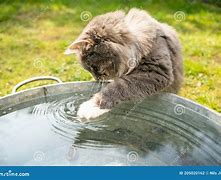 Image result for Cat in Bucket Drinking Water