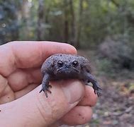 Image result for African Rain Frog