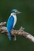 Image result for Collared Kingfisher