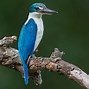 Image result for Collared Kingfisher