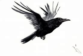 Image result for Raven Flying Drawing