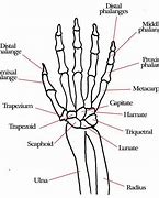 Image result for Wirist Bones