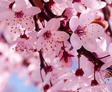 Image result for What IA Cherry Blossom Flower