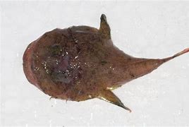 Image result for Goosefish