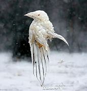 Image result for Albino Crow