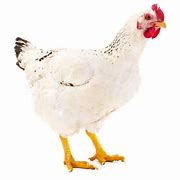 Image result for Delaware Chicken Rooster