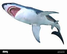 Image result for Megalodon Shark